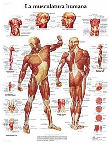 3B Scientific VR3118L Póster anatómico, la Musculatura Humana