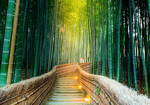 Fotomural Vinilo Pared Zen Bosque Bambú | Fotomurales | Fotomural Pared | Fotomural Decorativo | Vinilo Decorativo | Varias Medidas 400 x 300 cm | Decoración comedores, Salones | Diseño Elegante