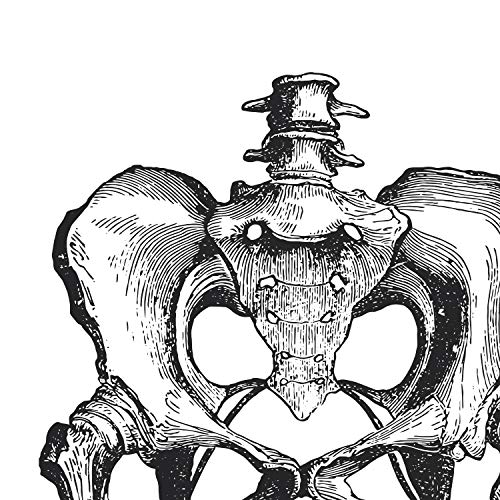 Nacnic Posters de anatomía en blanco y negro con imágenes del cuerpo humano. Láminas sobre biología y medicina con detalle de "Pelvis". Tamaño A4. Sin Marco.