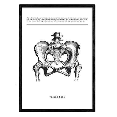 Nacnic Posters de anatomía en blanco y negro con imágenes del cuerpo humano. Láminas sobre biología y medicina con detalle de "Pelvis". Tamaño A4. Sin Marco.