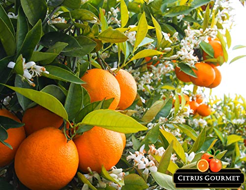 Naranjas Gourmet de Valencia Zumo 20 Kg por 21,49 €