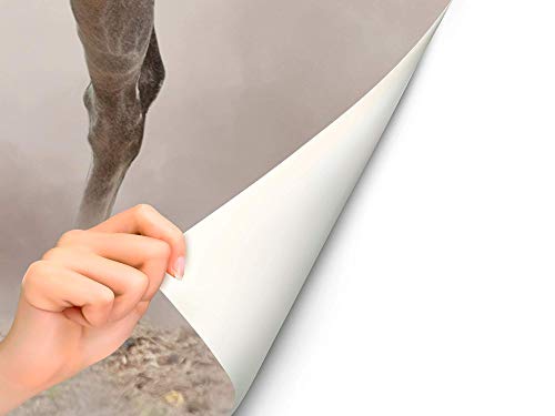 Oedim Fotomural Vinilo para Pared Caballos Blancos | Mural | Fotomural Vinilo Decorativo | 200 x 150 cm | Decoración comedores, Salones, Habitaciones