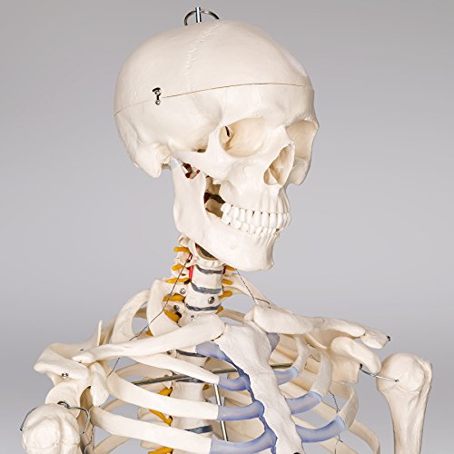 TecTake modelo médico anatómica esqueleto humano esquelético 181cm