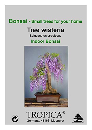 TROPICA - Glicina africana (Bolusanthus speciosus) - 15 semillas- Bonsai