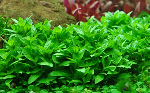 Tropica Staurogyne repens Live Aquarium Plant - In Vitro Tissue Culture 1-2-Grow! by Tropica