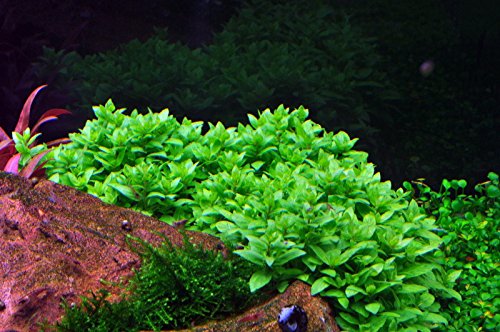 Tropica Staurogyne repens Live Aquarium Plant - In Vitro Tissue Culture 1-2-Grow! by Tropica