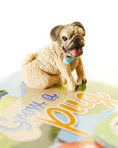 Boxer Gifts Grow a Pug | Solo agrega Agua | Gran diversión para los niños Amantes de los Perros y los Cachorros, | Six Times Original Size