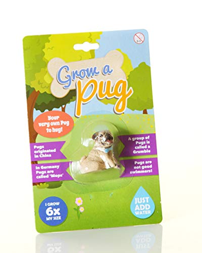 Boxer Gifts Grow a Pug | Solo agrega Agua | Gran diversión para los niños Amantes de los Perros y los Cachorros, | Six Times Original Size