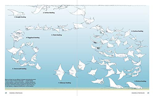 Guide to the Manta and Devil Rays of the World (Wild Nature Press)