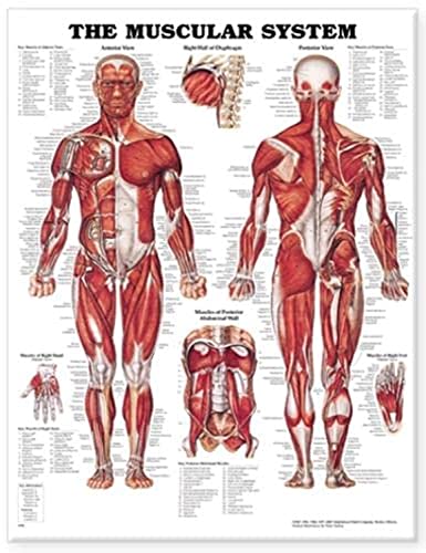 Anatomical Chart El sistema muscular (Laminado)