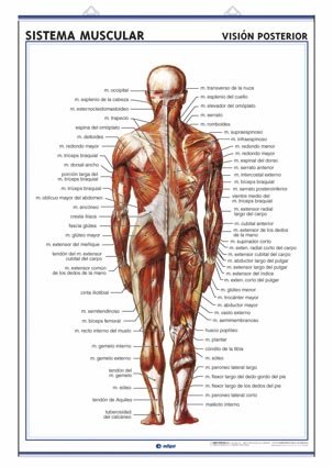 Lámina sistema muscular, visión ventral y dorsal: Láminas de Anatomía de Secundaria