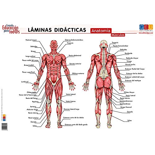 Láminas didácticas. Anatomía: Músculos (Material Escolar y Pedagogía)