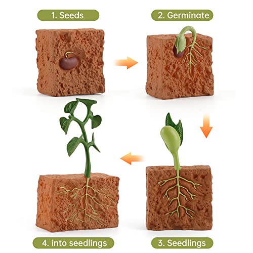 Modelo de Ciclo de Crecimiento de La Planta, Simulación Ciclo de Vida de Semillas de Soja, Ciclos de Vida de Las Plantas Modelo Educativo Juguete de Evolución para Niños