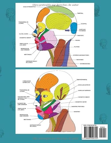 ANATOMIA FACIAL - Aprende los músculos de la cara: LIBRO PARA COLOREAR