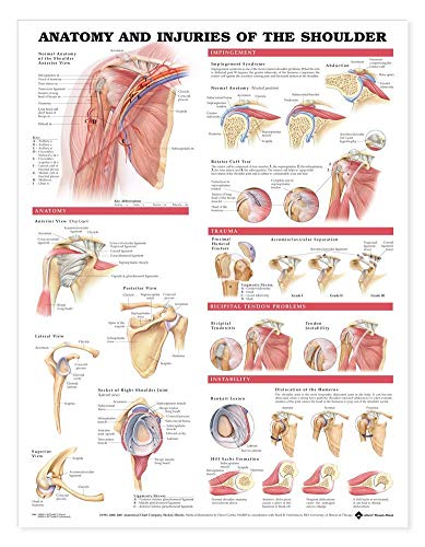Anatomía y lesiones del hombro Tabla anatómica