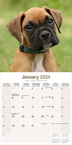 Boxer (Euro) Calendar 2024 Square Dog Breed Wall Calendar - 16 Month