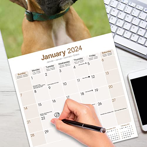 Boxer (Euro) Calendar 2024 Square Dog Breed Wall Calendar - 16 Month