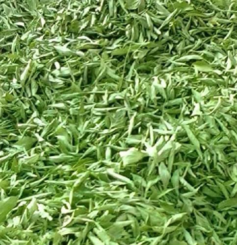 Estevia en Polvo natural molida pura (Asteraceae) | Stevia de cultivo Ecológica BIO origen Española | Hojas molida | Verde | Endulzante proceso natural raw | 100gr