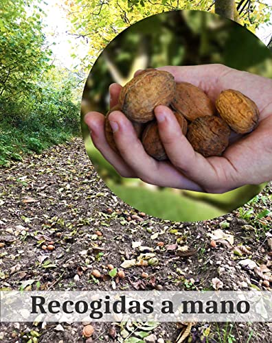 Hogar y Mas - Nueces de España Naturales con cascara Frescas, Cosecha del 2023 "Limitada, Bolsa de 3 kg.