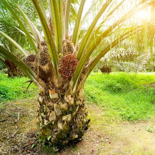 Ktc 100% puro aceite de palma sin refinar, 500 ml