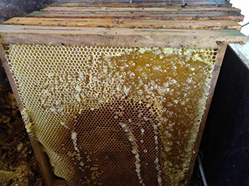 La Cántara - Miel Pura de Abeja - Pack 3x500 gr - Tomillo, Romero y Eucalipto – 100% Natural - Origen España