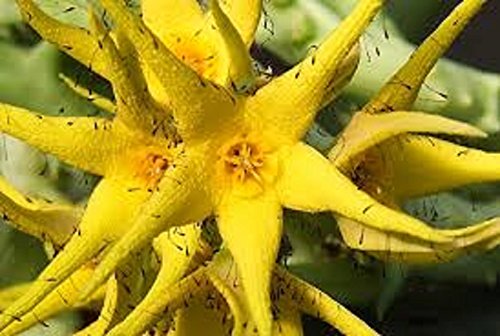 Orbea Lutea ~ Yellow ~ Carrion magnífico Stapelia sumamente escasas suculentas 3 Semillas ~