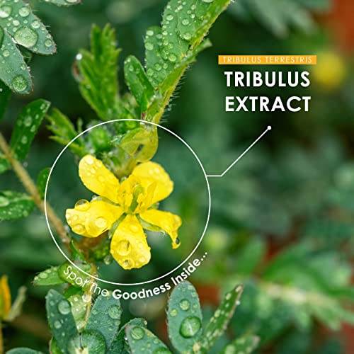 Tribulus Terrestris Extract 5000mg – High Strength 95% Saponins – Non GMO, Gluten Free, Halal – 120 Vegan Capsules